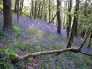 Bluebell Woods